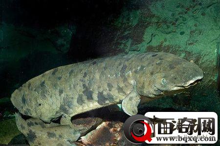地球最古老脊椎动物- 这条鱼活了90多岁离世