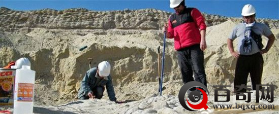 智利沙漠惊现史前鲸鱼化石