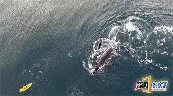 兄弟俩出海遇60吨巨鲸 甚至可以摸到