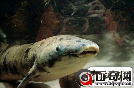 地球最古老脊椎动物- 这条鱼活了90多岁离世