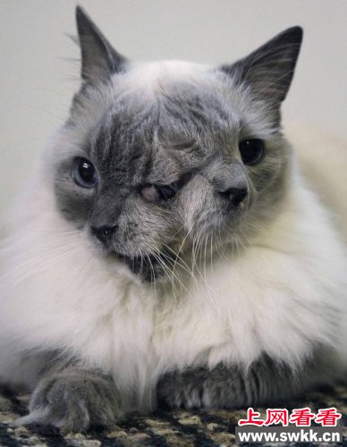 世界上年纪最大的“双脸猫”执行安乐死