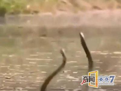 怪事！两条蛇在湖里竟这样跳舞