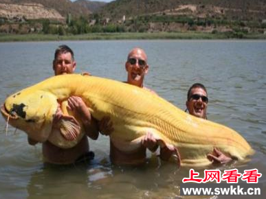 惊奇！外国两男子同时钓到200磅白化鲶鱼