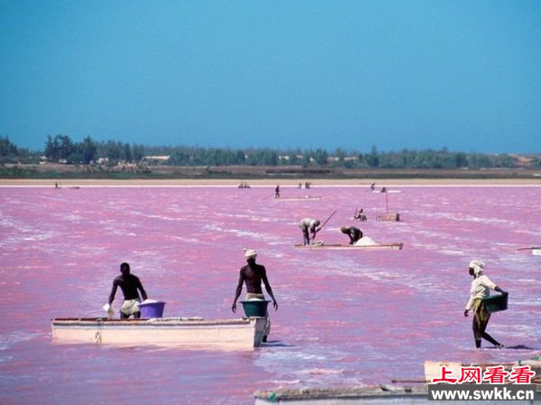 美到让人窒息的湖塞内加尔玫瑰湖