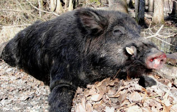 美国猎人捕获500斤重野猪