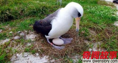 最年长海鸟再当妈 66岁忠于天职孵蛋