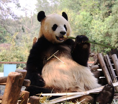20万年薪陪熊猫 到雅安当熊猫
