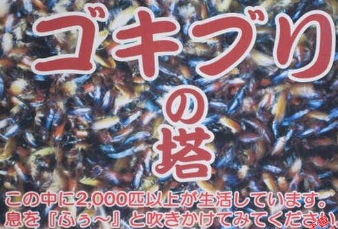 恶心死了！日本推出一座住有2000只住户的“蟑螂塔”