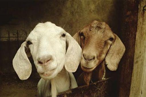 十二生肖属羊的历史传说是什么-