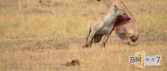 鬣狗咬死羚羊以为可以饱餐一顿，没想到竟...