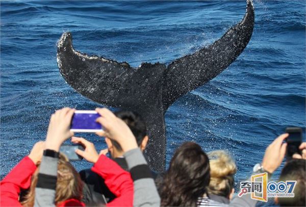 摄影师拍座头鲸跃出海面“打招呼”