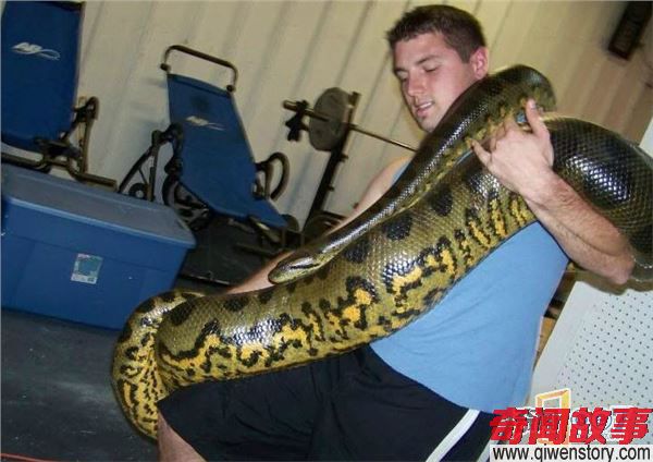 世界上最大的蛇：亚马逊森蚺（10米以上重250公斤）