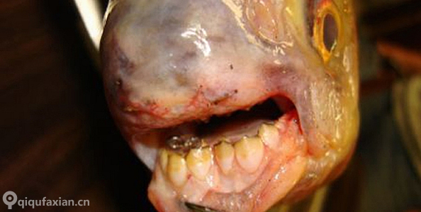 厄勒海峡发现“pacu”食人鱼 喜欢咬男性睾丸