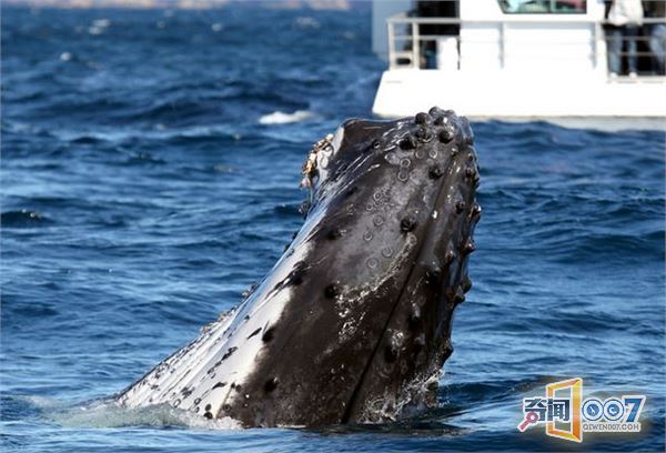 摄影师拍座头鲸跃出海面“打招呼”