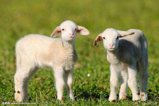 十二生肖属羊的历史传说是什么-