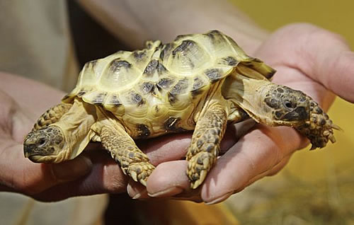 连体双头乌龟 共用一个胃和一条尾巴