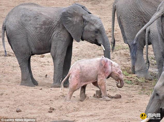 南非现罕见粉红小象