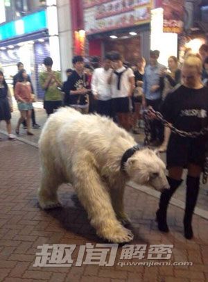 美女东京街头遛北极熊：野兽真假遭质疑