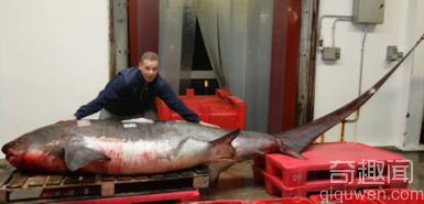 诺维尔展示世界上最大、最长的长尾鲨