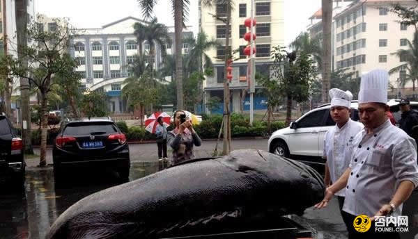 海南渔民捕获260多斤重石斑鱼 卖了26000元