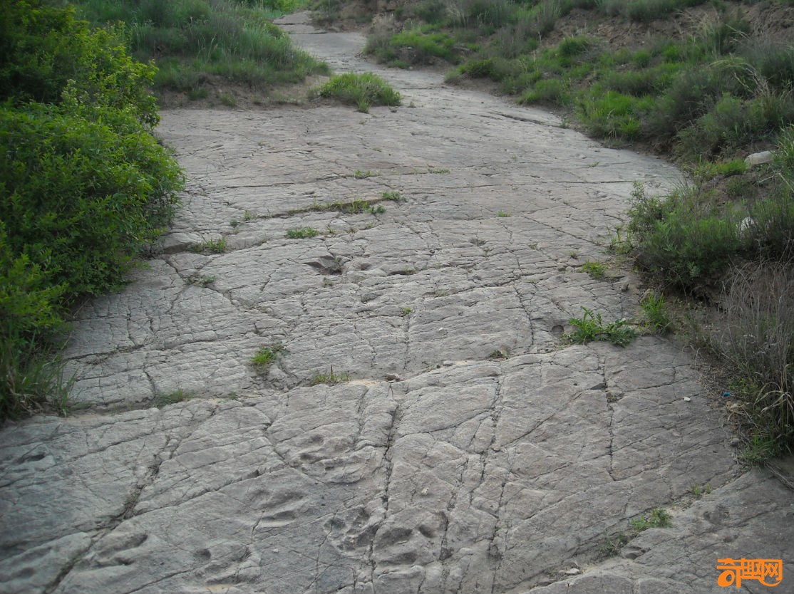 最古老恐爪龙足迹在河北赤城县现踪