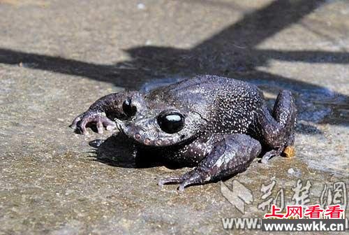 惊喜！湖北恩施马村发现世界级胡子蛙