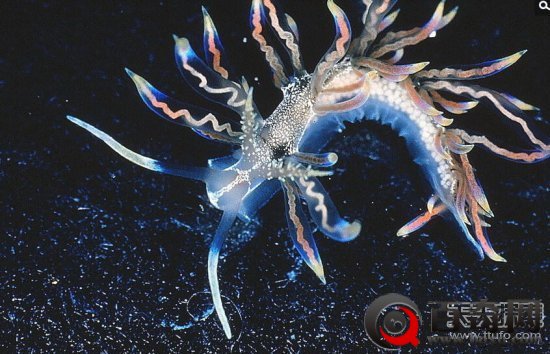2015最新发现十大新物种：彩色海蛞蝓