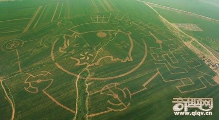 世界最大玉米迷宫在大连建成 面积大小340亩(图)