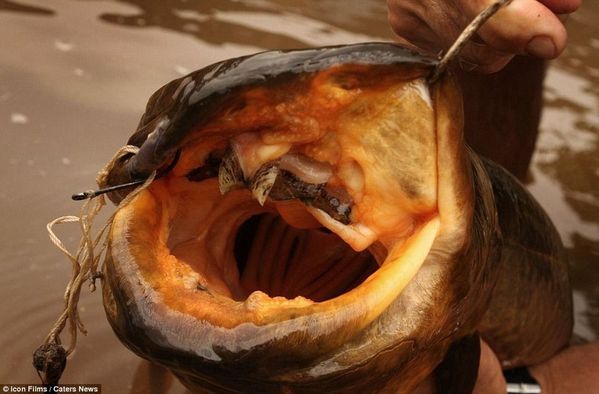 “河怪猎人”全球最丑鱼类