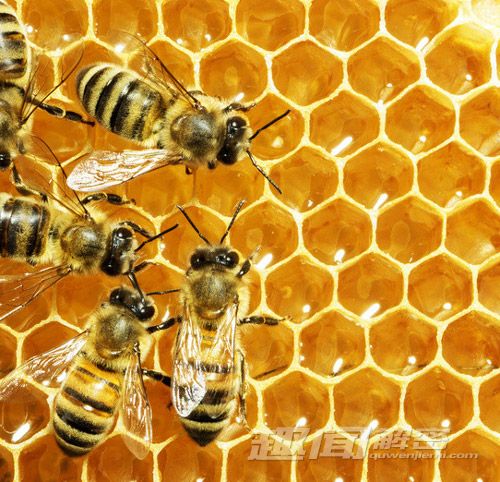 解密：蜂蜜中的乳酸菌或可用作另类抗生素