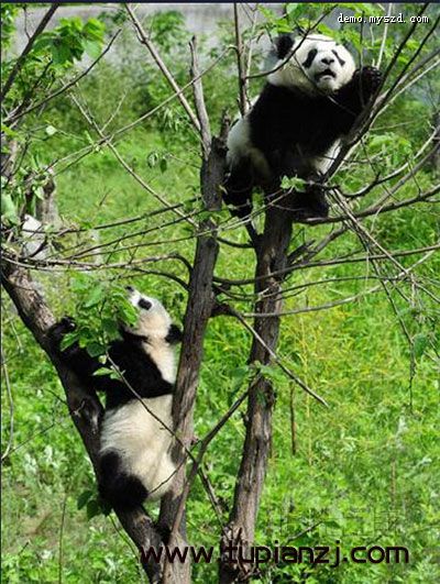 雅安20万年薪招熊猫帮主陪熊猫 不加班不打卡配座驾