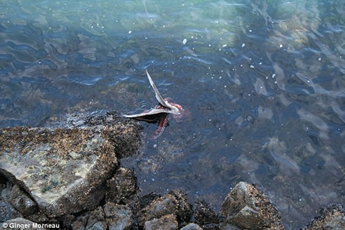 令人难以置信 章鱼吃海鸥令人难以置信