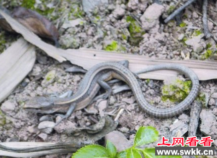 泸州惊现长着脚的“蛇” 竟是北草蜥