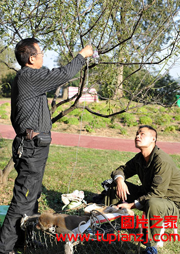 武汉东湖一只猕猴拉肚子 致其挂吊瓶