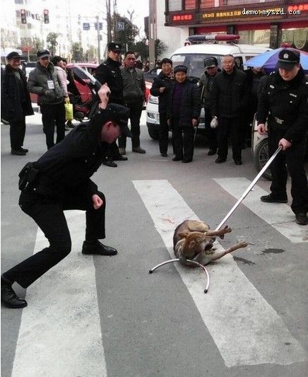 四川流浪狗被警察当街杖毙 做法引争议