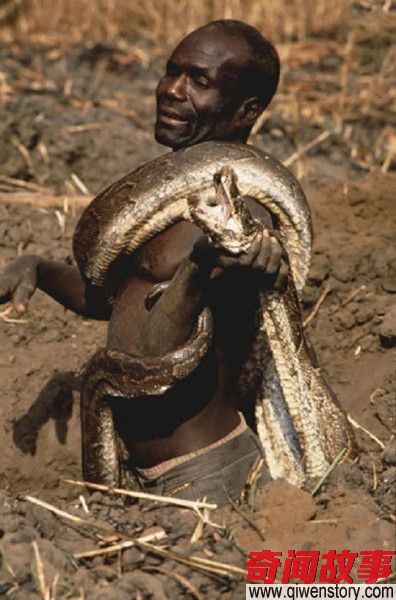 非洲原居民和蟒蛇同吃喝 看完感觉有点怕