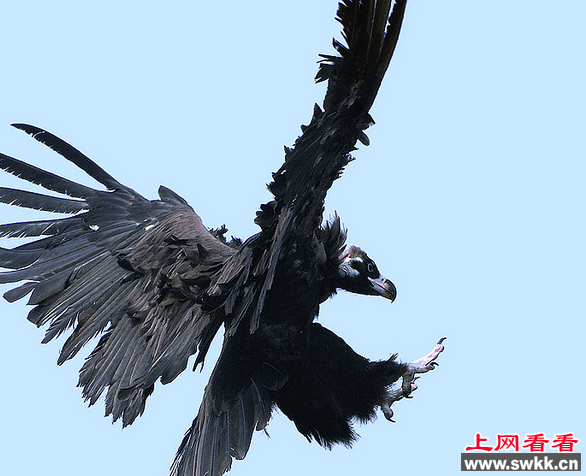 长春市民捡到巨大怪鸟 竟是动物园走失秃鹫