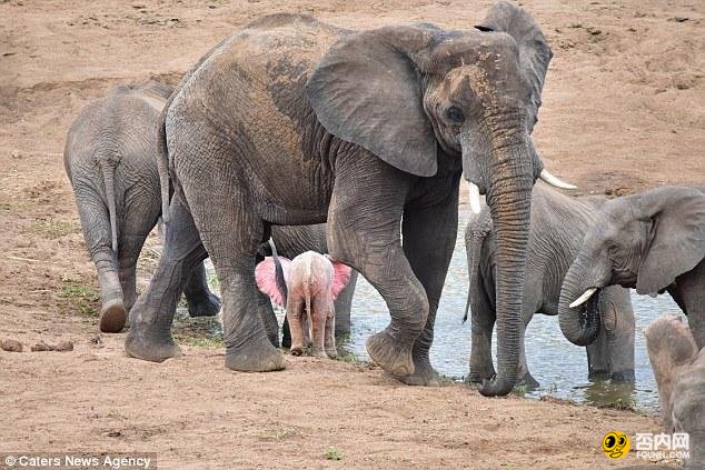 南非现罕见粉红小象