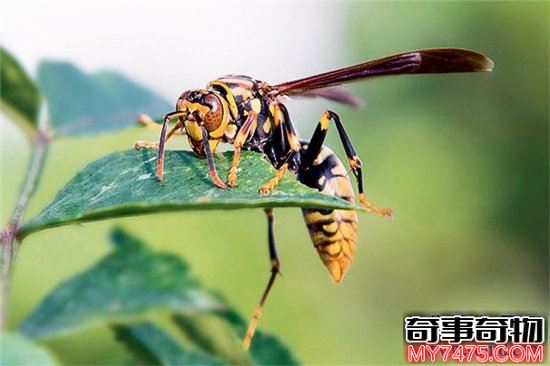 世界上最危险的十种昆虫 排名第一的被他轻轻咬一口就丧命