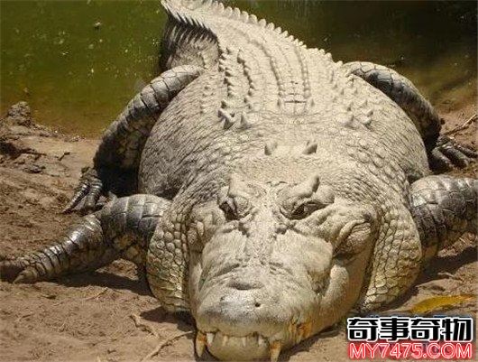 世界上最大的鳄鱼 咸水鳄体重两千斤曾杀死4000个日本人