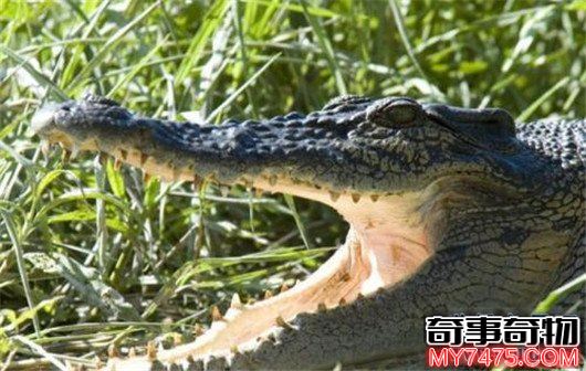 世界上最大的鳄鱼 咸水鳄体重两千斤曾杀死4000个日本人