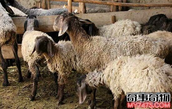 世界上最贵的羊 身上的每一根毛都价值连城