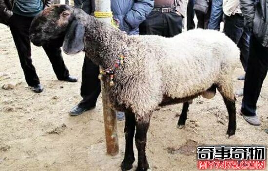 世界上最贵的羊 身上的每一根毛都价值连城