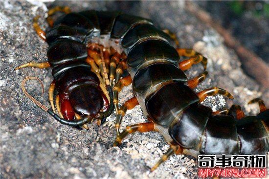 世界上最危险的十种昆虫 排名第一的被他轻轻咬一口就丧命