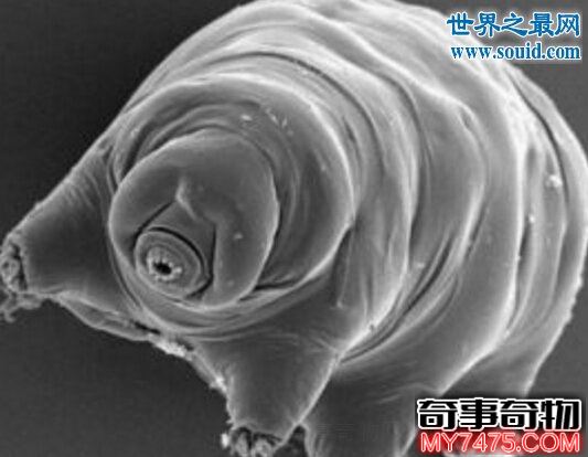 世界上的不死生物 水熊虫 能称霸宇宙