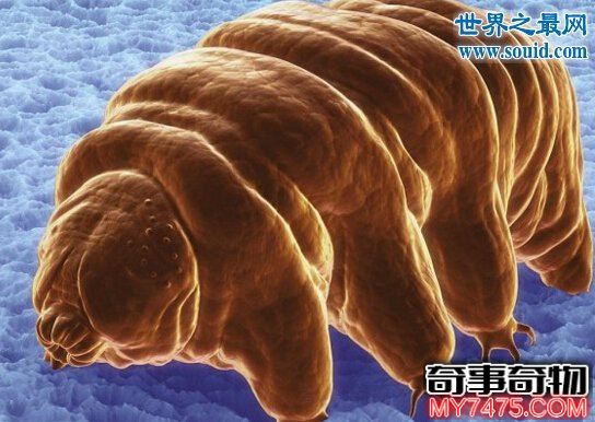 世界上的不死生物 水熊虫 能称霸宇宙