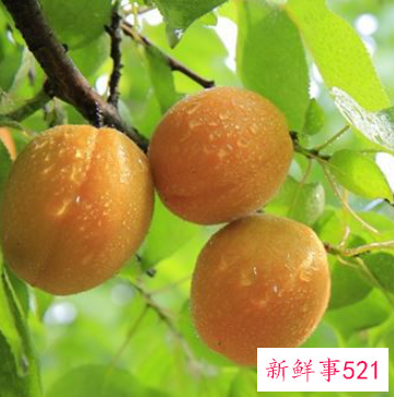 梦见一树绿杏子是什么意思