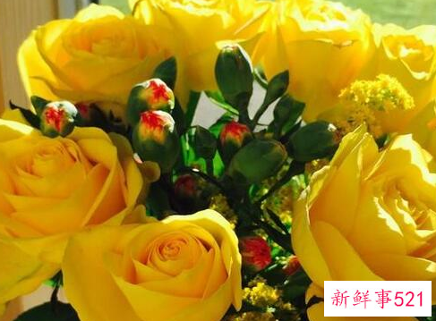 16朵黄玫瑰花代表什么意思
