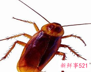 蟑螂害怕樟脑丸的味道吗