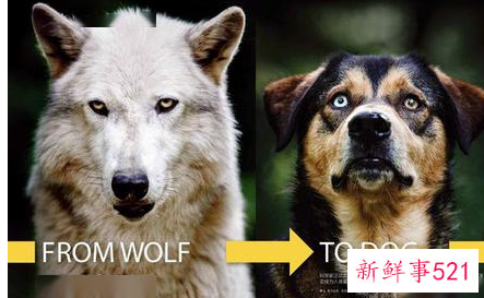 狼的祖先进化图